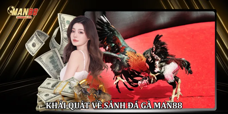 Đá Gà Man88 - Sân Chơi Cá Cược Kê Chiến Đỉnh Cao 2026 Khái quát về sảnh đá gà Man88